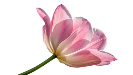 Elegant Pink Tulip Flower on Black Background, Close-Up Macro Photography