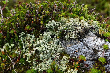 Lichens and moss grow on a stone in Alaska's Talkeetna Mountains.