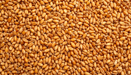 Fototapeta premium Close-up of fresh and clean wheat grains