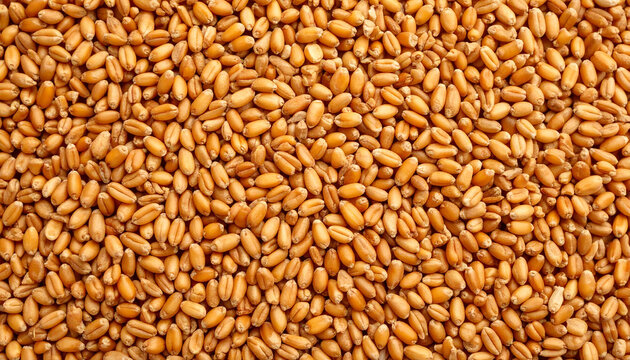 Close-up of fresh and clean wheat grains