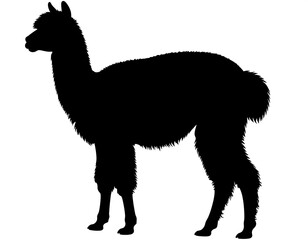 Silhouette of an alpaca (3)