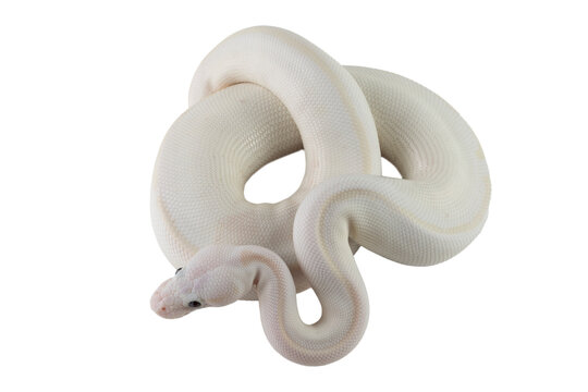 Leucistoc ball python isolated on black background, White ball python on isolated background, Blue-eyed leucistic python white background, Close-up of white ball python on blackk surface