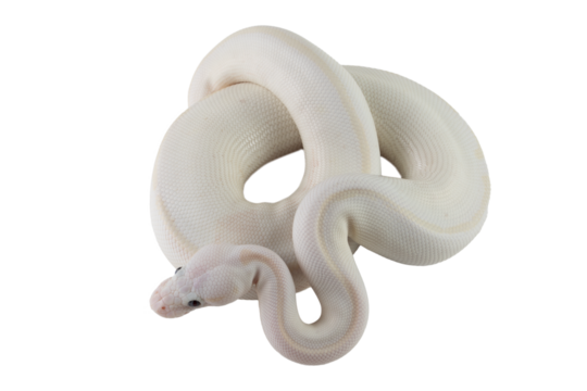 Leucistoc ball python isolated on black background, White ball python on isolated background, Blue-eyed leucistic python white background, Close-up of white ball python on blackk surface