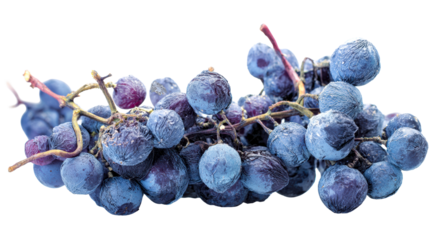 Macro view of dark blue grapes with wrinkled skin and visible stems against a white background, cut out transparent