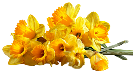 Group of yellow daffodils with green stems against a white background, cut out transparent
