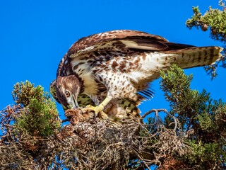 A Red-tailed Hawk perches in a tree, orange-eyed, gripping its prey tightly with sharp talons while tearing into it with its beak.
