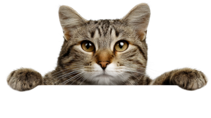 Curious tabby cat peeking over white surface with paws visible, cut out transparent