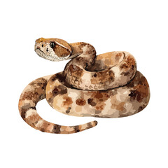 Obraz premium Artistic Illustration of a Coiled Rattlesnake with Detailed Patterns