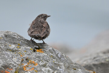 A Song Sparrow (Melospiza melodia) perched on a seaside rock in Seward, Alaska.