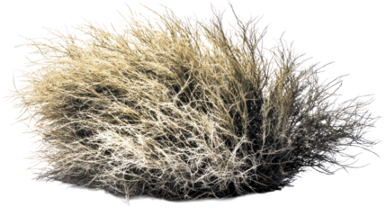 Tumbleweed bush with intricate dry branches against white background, cut out transparent