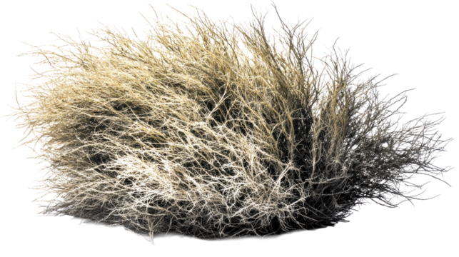 Tumbleweed bush with intricate dry branches against white background, cut out transparent