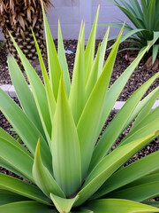 Obraz premium Green with yellow plant Agave americana Marginata