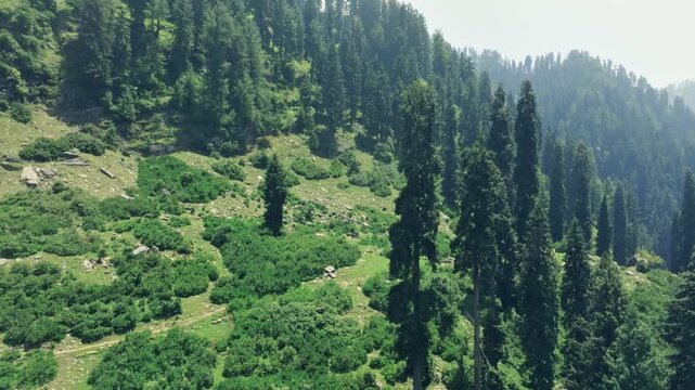 Aerial view of tall alpine trees and lush greenery of Malam Jabba SWAT in Pakistan.