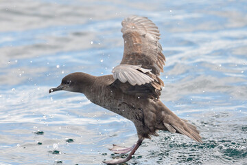 A Short-tailed Shearwater (Ardenna tenuirostris) lands on the waters of Resurrection Bay, Alaska.