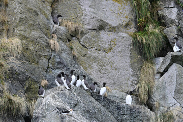 A group of Common Murres (Uria aalge) and a solitary  Horned Puffin (Fratercula corniculata) nest on a rocky seaside cliff in Alaska's Resurrection Bay.