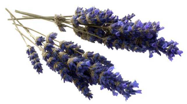 Two Bunches of Dried Lavender Flowers Tied Together with Twine, cut out transparent