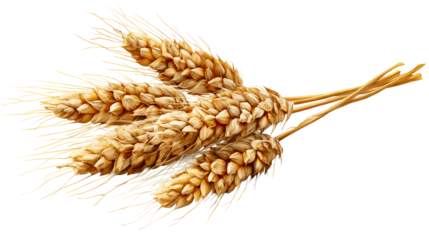 Golden wheat ears bundle with delicate strands on white, cut out transparent