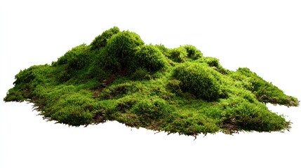 A lush green mossy landscape in a natural setting. The vibrant greenery creates a scene of calmness and natural beauty