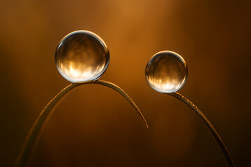 Two glistening water droplets perched delicately on blades of grass in warm light