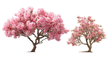 Two vibrant pink cherry blossom trees, one larger than the other, against a black background.  Detailed blossoms and branches.  3D rendered illustration