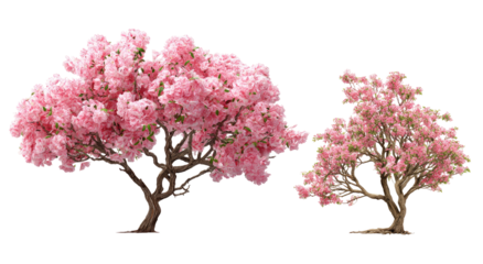 Two vibrant pink cherry blossom trees, one larger than the other, against a black background.  Detailed blossoms and branches.  3D rendered illustration