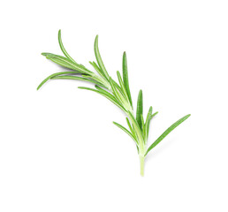 Fresh rosemary twig isolated on white background, closeup