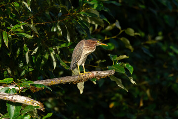 A vibrant green heron perches on a textured tree branch, its colorful plumage standing out against a soft, leafy background, highlighting its natural habitat.