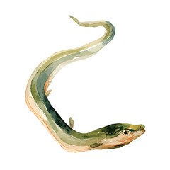 Watercolor Illustration of a Curving Green and Beige Eel with Detailed Eye