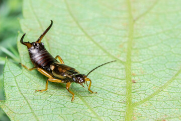 Fototapeta premium earwig with horns on its tail. colorful detailed macro photo of an insect. screensaver. wildlife. close-up. text space.