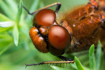 red dragonfly. head in close-up. colorful detailed macro photo of an insect. screensaver. wildlife....