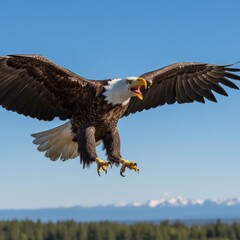 Obraz premium Bald eagle swooping down and screaming against clear blue sky.