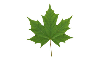 Green maple leaf isolated on transparent background for autumn season