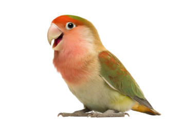 Colorful Lovebird on Transparent Background