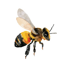 Watercolor Style Honeybee in Flight Detailed Anatomy