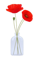 Obraz premium One elegant poppy flower in a minimalist vase