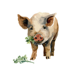 Watercolor style piglet with leafy greens in its mouth looking forward