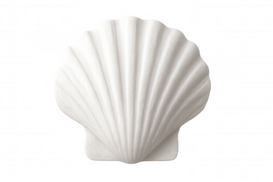 Close-up of a white scallop shell, highlighting its intricate grooves and ridges, isolated on a transparent background