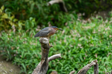 A striking green heron plumage perches on a withered tree stump, set against a vibrant, soft-focus green background.