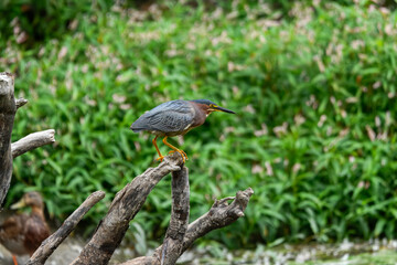 A striking green heron plumage perches on a withered tree stump, set against a vibrant, soft-focus green background.