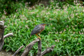 A striking green heron plumage perches on a withered tree stump, set against a vibrant, soft-focus green background.