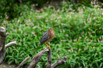 A striking green heron plumage perches on a withered tree stump, set against a vibrant, soft-focus green background.