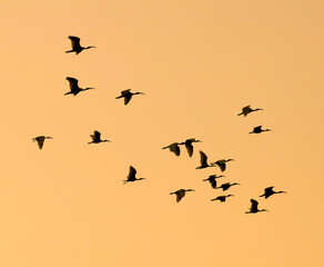 A flock of birds flying in the sky at sunset