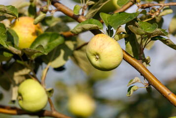 A bunch of apples hanging from a tree