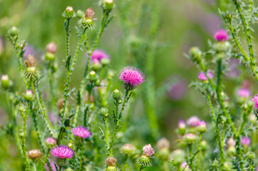 A field of purple flowers with a single pink flower in the middle