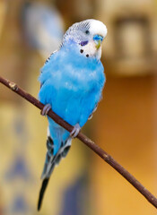 Fototapeta premium A blue and white bird is perched on a branch
