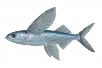 Tropical flying fish gliding with spread fins, viewed from profile against transparent backdrop