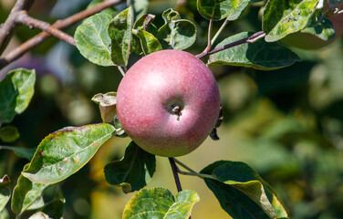Red apple is hanging from a tree