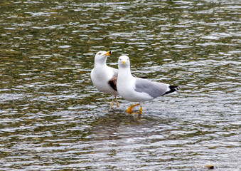 Two seagulls standing on a body of water
