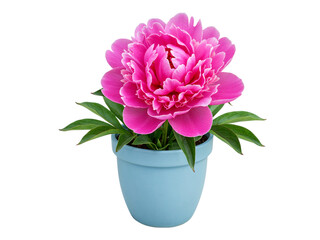 Vibrant pink peony flower in a light blue pot against a contrasting backdrop transparent background