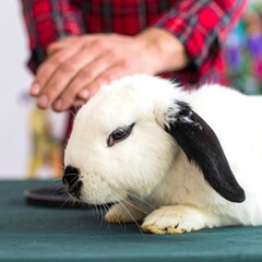 Rabbit being petted